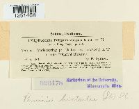 Puccinia bistortae image