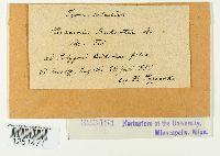 Puccinia bistortae image