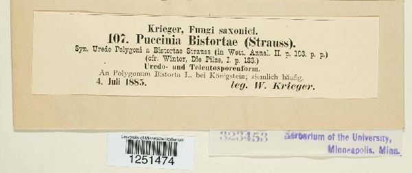 Puccinia bistortae image