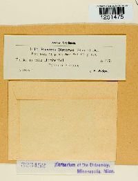 Puccinia bistortae image