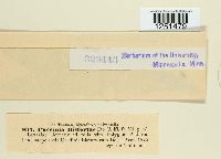 Puccinia bistortae image