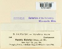 Puccinia bistortae image