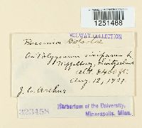 Puccinia bistortae image