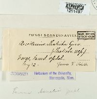 Puccinia recondita image