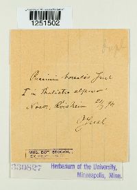 Puccinia recondita image