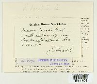 Puccinia recondita image