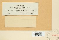 Puccinia recondita image