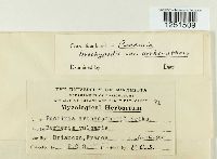 Puccinia brachypodii image