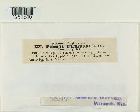 Puccinia brachypodii image