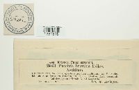 Puccinia recondita image