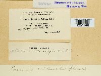 Puccinia calthae image