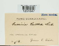 Puccinia calthae image