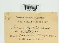 Puccinia calthae image