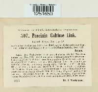 Puccinia calthae image