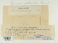 Puccinia calthae image