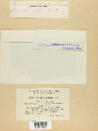 Puccinia calthae image