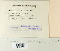 Puccinia calthae image