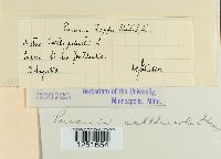 Puccinia calthae image