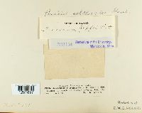 Puccinia calthae image