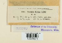 Puccinia calthae image