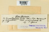 Puccinia calthae image