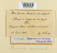 Puccinia caricina image