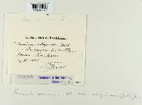 Puccinia caricina image