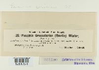 Puccinia caricina image