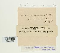 Puccinia caricina image