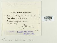 Puccinia caricina image