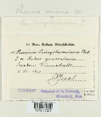 Puccinia caricina image