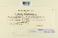 Puccinia caricina image