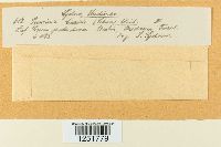 Puccinia caricis image