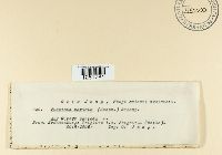 Puccinia caricis image