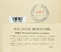 Puccinia caricis image