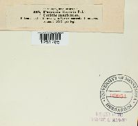 Puccinia caricis image