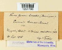 Puccinia caricis image