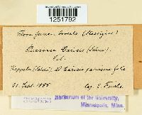 Puccinia caricis image