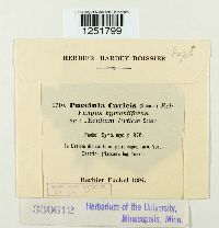 Puccinia caricis image