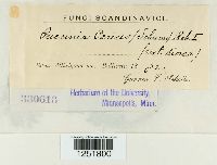 Puccinia caricis image