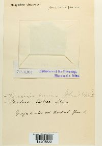 Puccinia caricis image