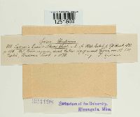 Puccinia caricis image