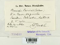 Puccinia caricis image