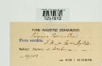 Puccinia caricis image