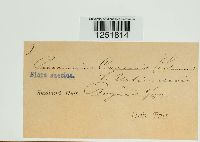 Puccinia caricis image