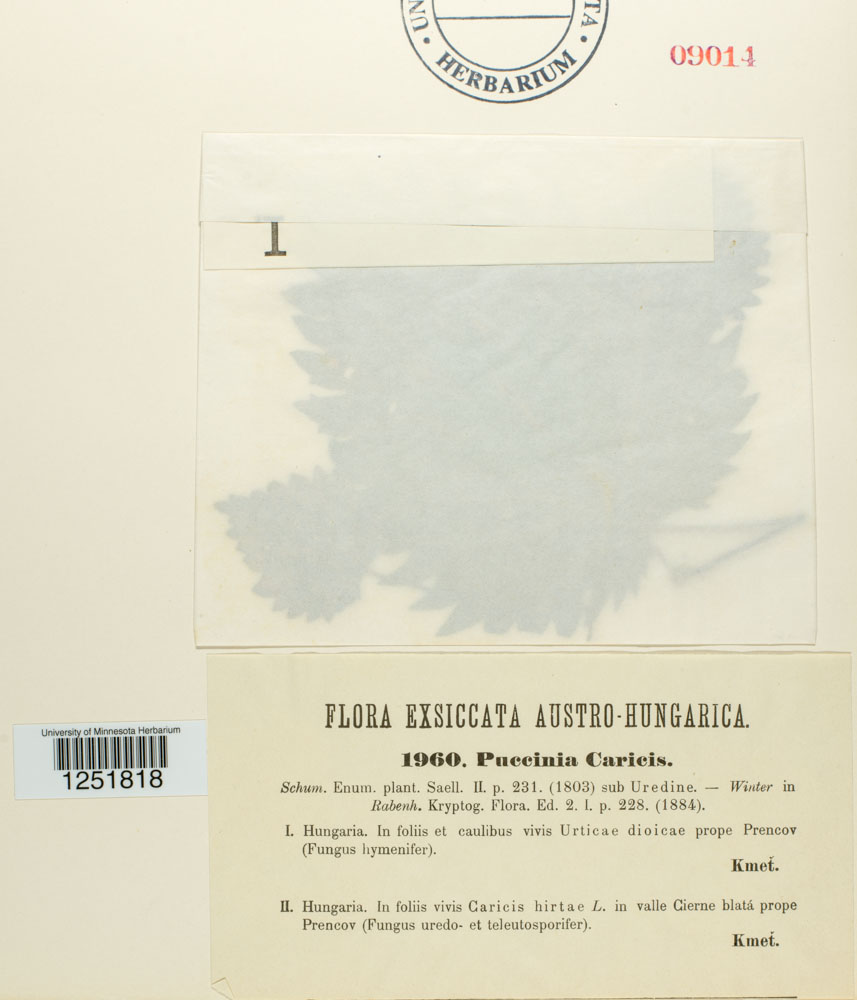 Puccinia caricis image