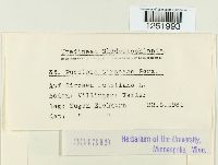 Puccinia circaeae image