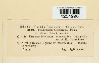 Puccinia circaeae image