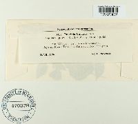 Puccinia circaeae image