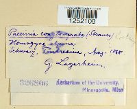 Puccinia conglomerata image